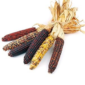 Ornamental Dry Red Corn 5 pieces